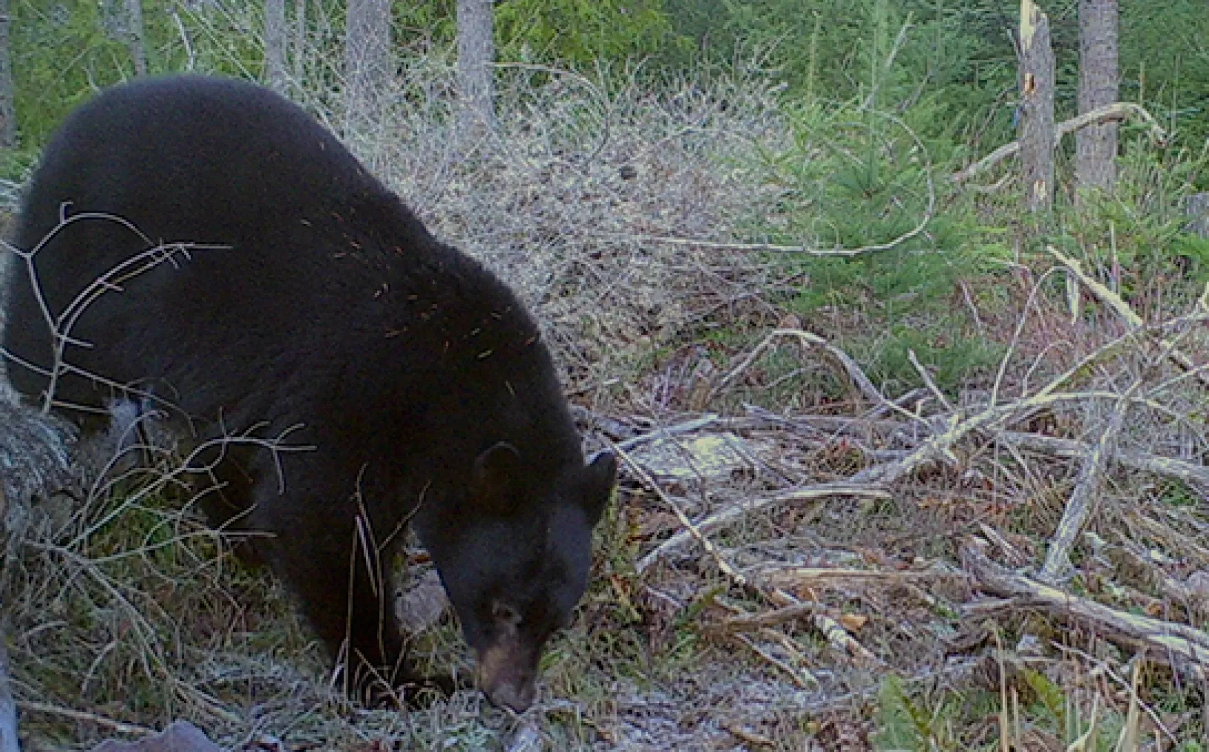 Bear  Oregon Department of Fish & Wildlife