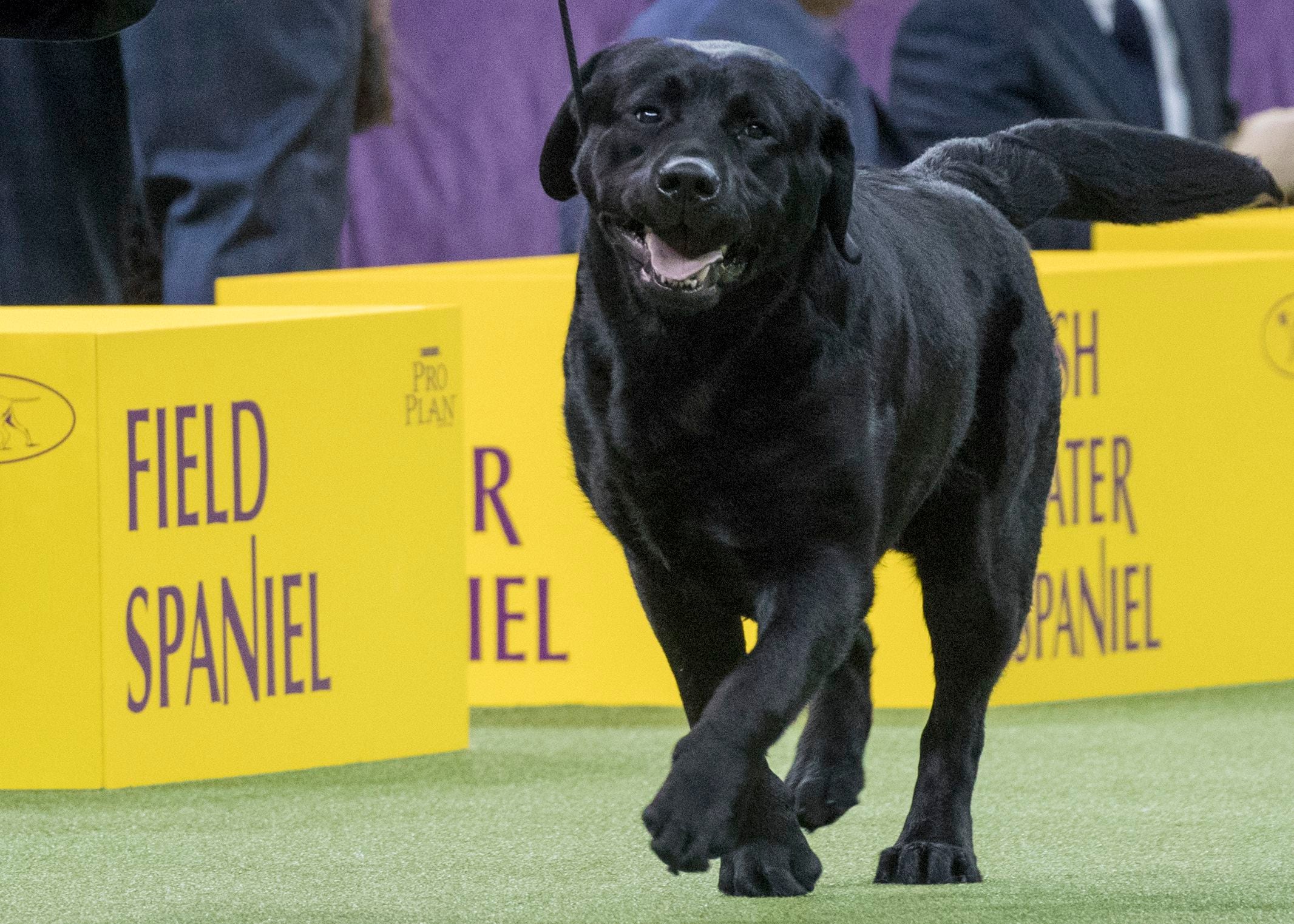 Hairless labrador clearance