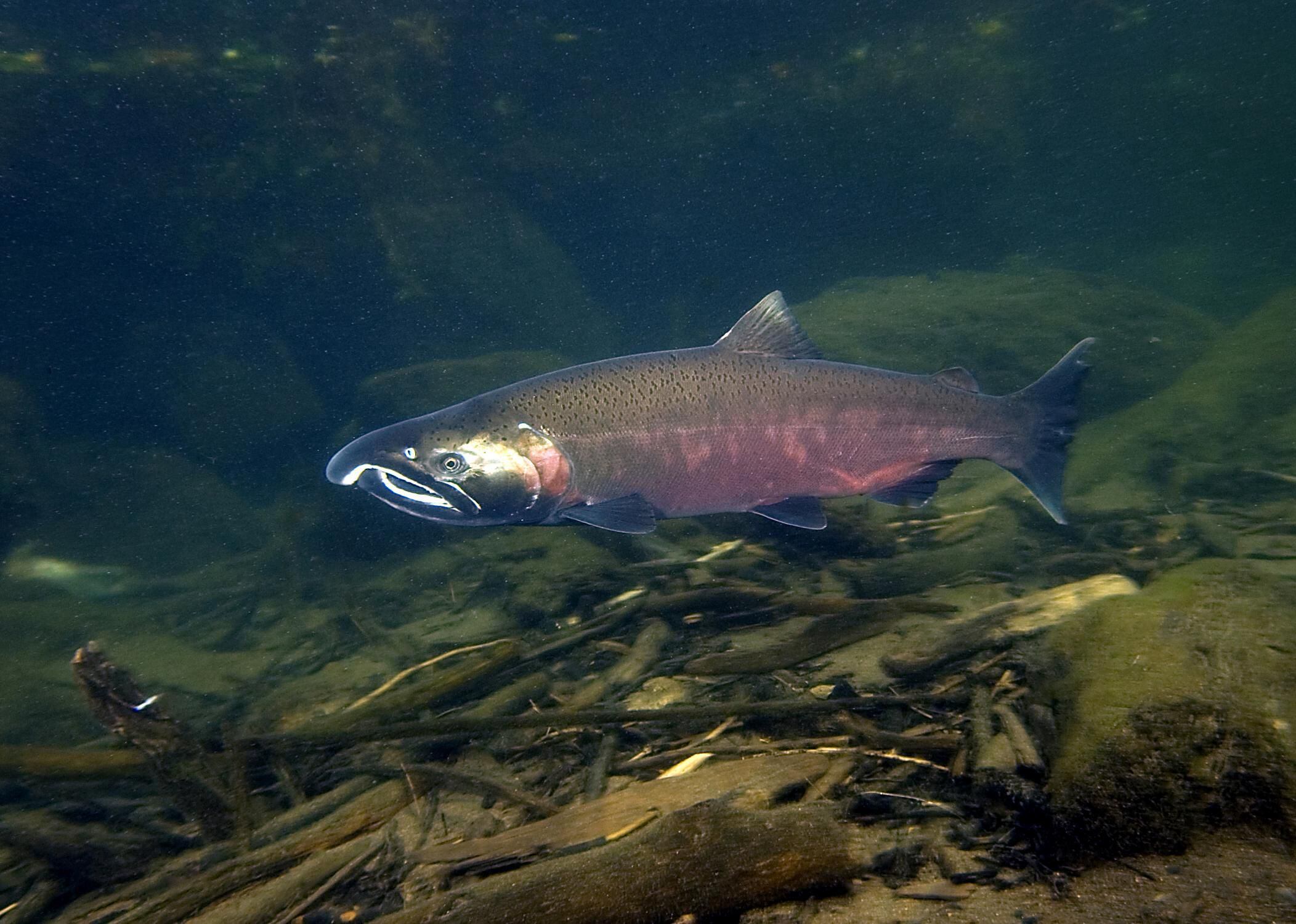 Oregon settles lawsuit over salmon protections near logging sites - OPB