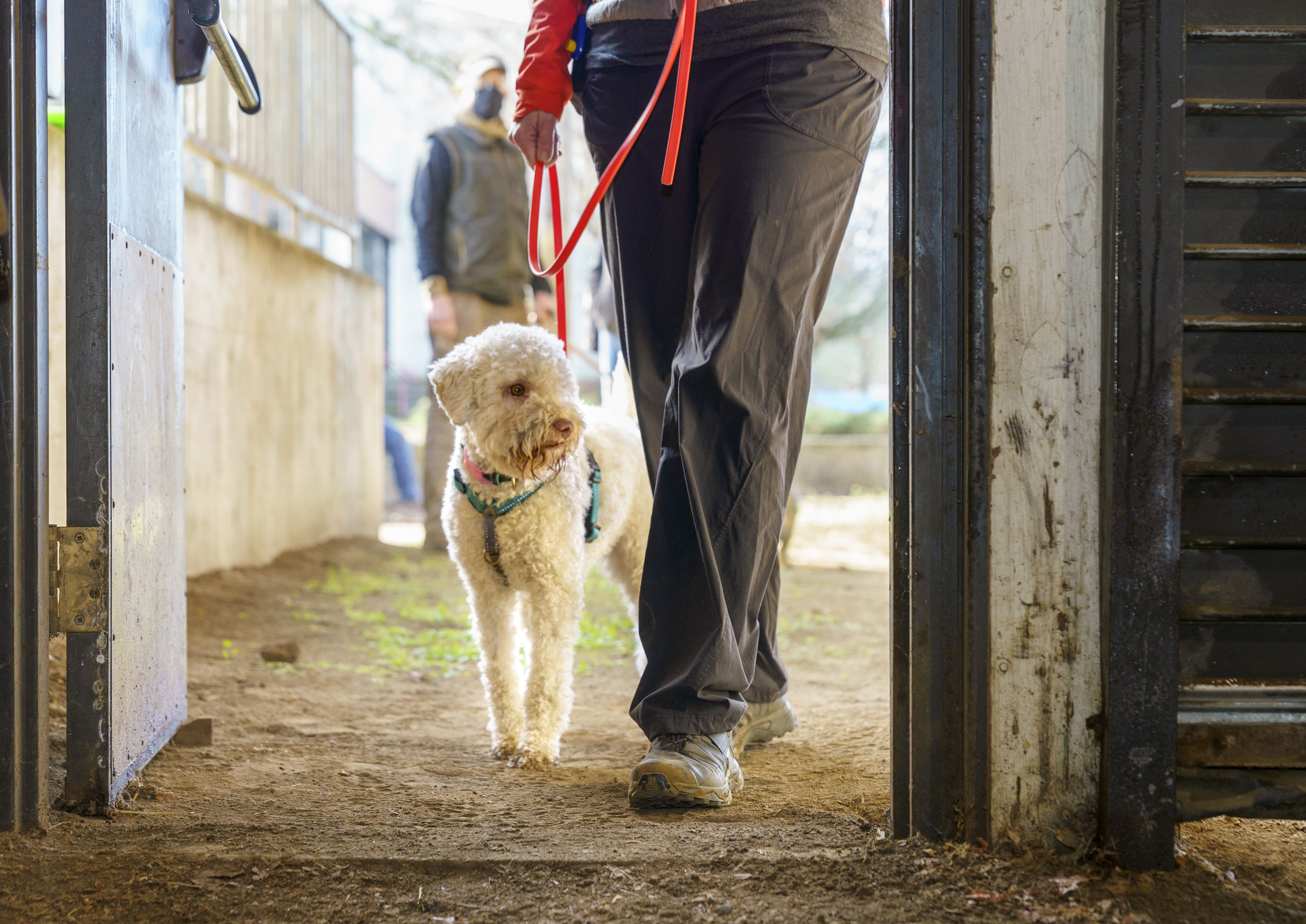 Oregon Mushers And Sled Dogs Share A Bond Forged In Miles - OPB