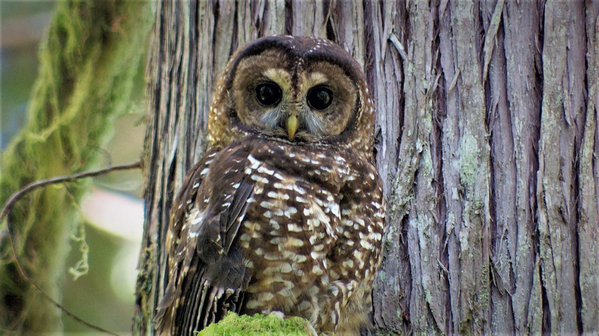 Petition · Don't Stop Making The Owl House - Diversity is
