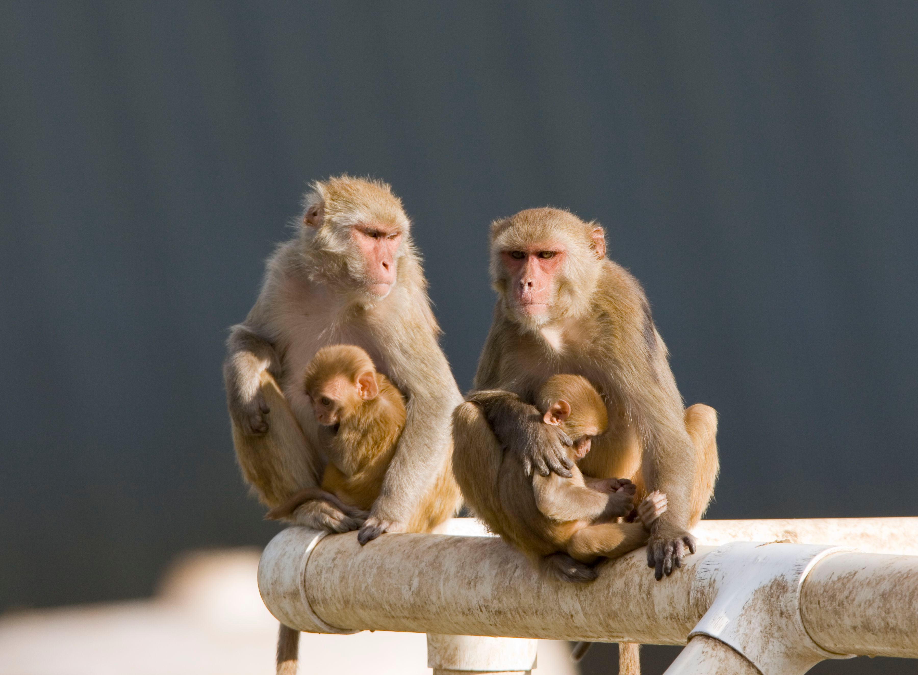 America has a shortage of lab monkeys