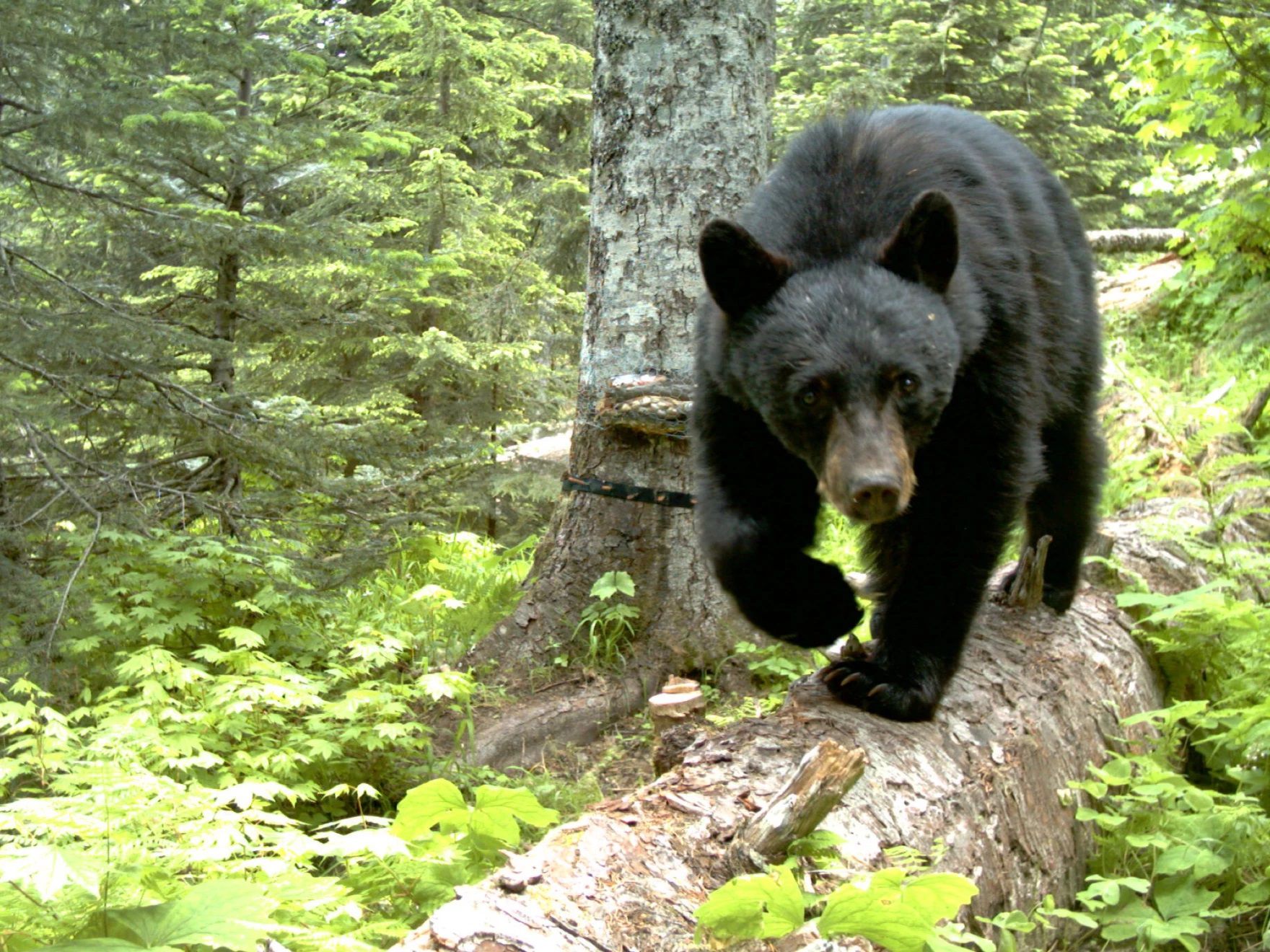 Mama Bears Use Humans To Keep Their Cubs Safe, Science