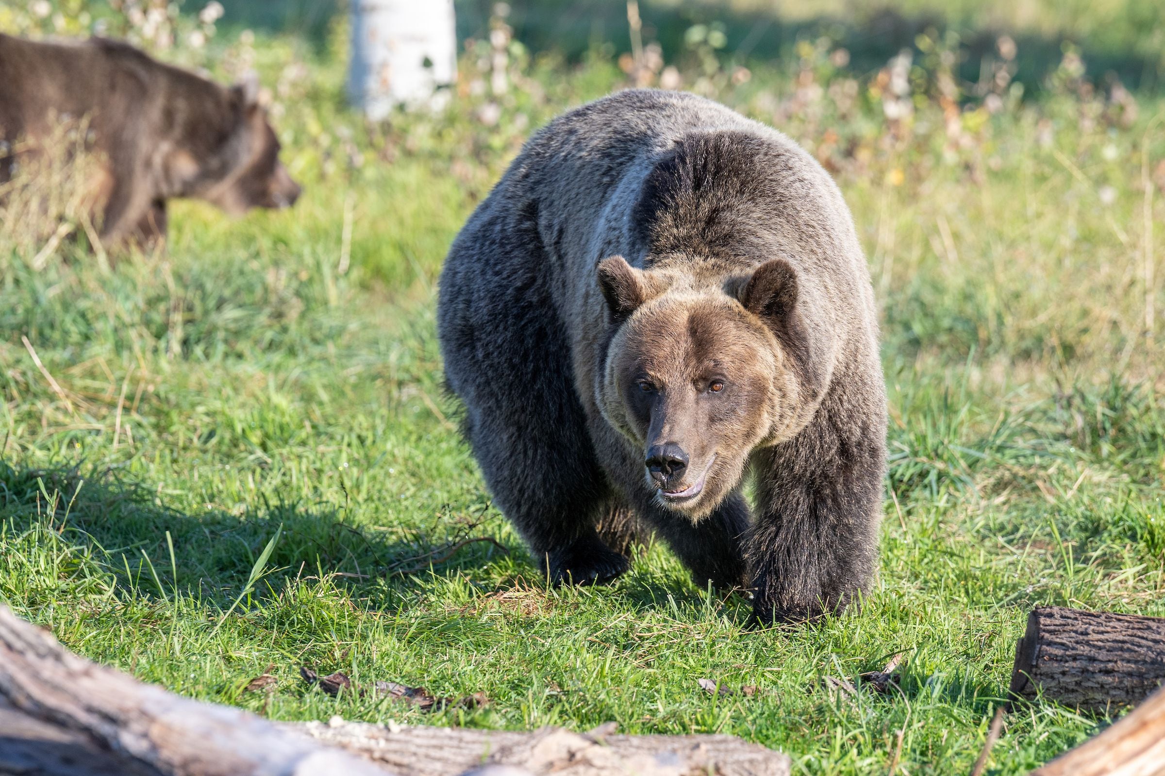 Boyle grizzly outlet